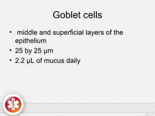 Goblet cells
• middle and superficial layers of the
epithelium
• 25 by 25 μm
• 2.2 μL of mucus daily
 