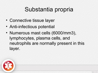 Substantia propria
• Connective tissue layer
• Anti-infectious potential
• Numerous mast cells (6000/mm3),
lymphocytes, plasma cells, and
neutrophils are normally present in this
layer.
 