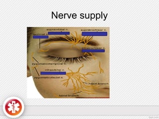 Nerve supply
 