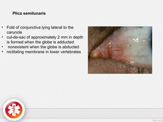 Plica semilunaris
• Fold of conjunctiva lying lateral to the
caruncle
• cul-de-sac of approximately 2 mm in depth
is formed when the globe is adducted
• nonexistent when the globe is abducted
• nictitating membrane in lower vertebrates
 
