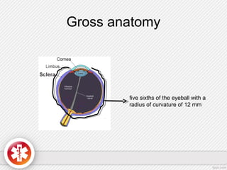 Gross anatomy
five sixths of the eyeball with a
radius of curvature of 12 mm
 