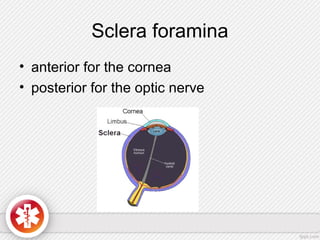 Sclera foramina
• anterior for the cornea
• posterior for the optic nerve
 