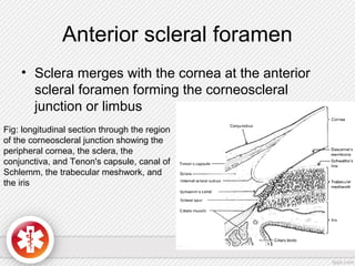Anterior scleral foramen
• Sclera merges with the cornea at the anterior
scleral foramen forming the corneoscleral
junction or limbus
Fig: longitudinal section through the region
of the corneoscleral junction showing the
peripheral cornea, the sclera, the
conjunctiva, and Tenon's capsule, canal of
Schlemm, the trabecular meshwork, and
the iris
 