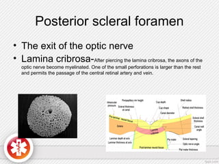 Posterior scleral foramen
• The exit of the optic nerve
• Lamina cribrosa-After piercing the lamina cribrosa, the axons of the
optic nerve become myelinated. One of the small perforations is larger than the rest
and permits the passage of the central retinal artery and vein.
 