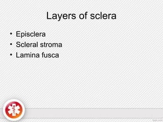 Layers of sclera
• Episclera
• Scleral stroma
• Lamina fusca
 
