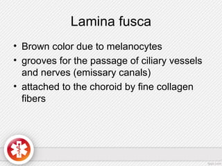 Lamina fusca
• Brown color due to melanocytes
• grooves for the passage of ciliary vessels
and nerves (emissary canals)
• attached to the choroid by fine collagen
fibers
 
