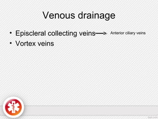 Venous drainage
• Episcleral collecting veins
• Vortex veins
Anterior ciliary veins
 