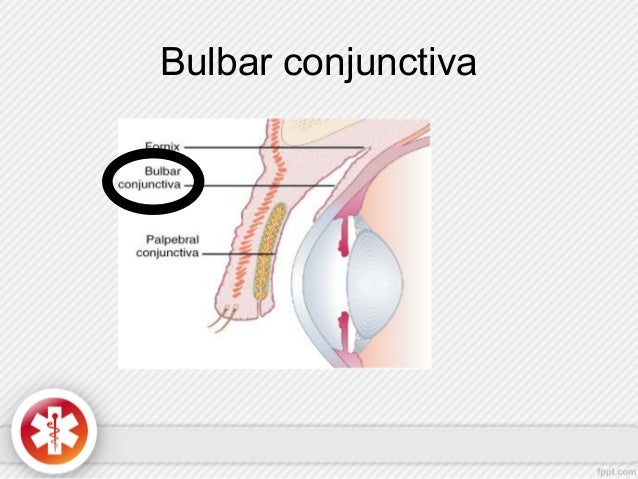 conjunctiva