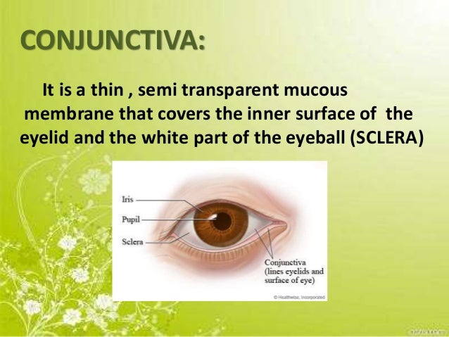 conjunctiva