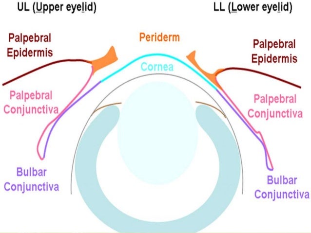 conjunctiva