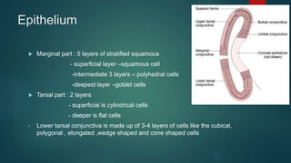 Epithelium
 Marginal part : 5 layers of stratified squamous
- superficial layer –squamous cell
-intermediate 3 layers – polyhedral cells
-deepest layer –goblet cells
 Tarsal part : 2 layers
- superficial is cylindrical cells
- deeper is flat cells
• Lower tarsal conjunctiva is made up of 3-4 layers of cells like the cubical,
polygonal , elongated ,wedge shaped and cone shaped cells
 