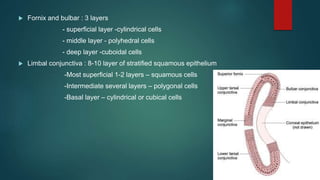  Fornix and bulbar : 3 layers
- superficial layer -cylindrical cells
- middle layer - polyhedral cells
- deep layer -cuboidal cells
 Limbal conjunctiva : 8-10 layer of stratified squamous epithelium
-Most superficial 1-2 layers – squamous cells
-Intermediate several layers – polygonal cells
-Basal layer – cylindrical or cubical cells
 