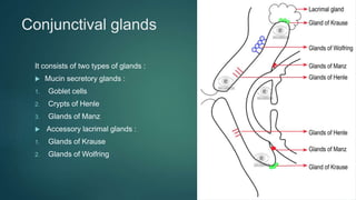 Conjunctival glands
It consists of two types of glands :
 Mucin secretory glands :
1. Goblet cells
2. Crypts of Henle
3. Glands of Manz
 Accessory lacrimal glands :
1. Glands of Krause
2. Glands of Wolfring
 