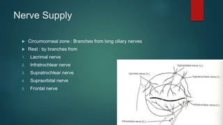 Nerve Supply
 Circumcorneal zone : Branches from long ciliary nerves
 Rest : by branches from
1. Lacrimal nerve
2. Infratrochlear nerve
3. Supratrochlear nerve
4. Supraorbital nerve
5. Frontal nerve
 