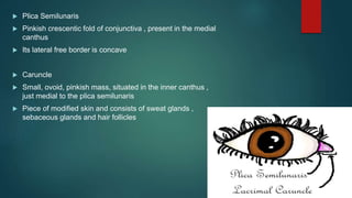  Plica Semilunaris
 Pinkish crescentic fold of conjunctiva , present in the medial
canthus
 Its lateral free border is concave
 Caruncle
 Small, ovoid, pinkish mass, situated in the inner canthus ,
just medial to the plica semilunaris
 Piece of modified skin and consists of sweat glands ,
sebaceous glands and hair follicles
 