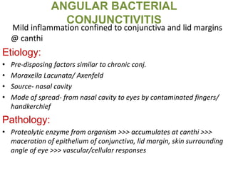 ANGULAR BACTERIAL
CONJUNCTIVITIS
Mild inflammation confined to conjunctiva and lid margins
@ canthi
Etiology:
• Pre-disposing factors similar to chronic conj.
• Moraxella Lacunata/ Axenfeld
• Source- nasal cavity
• Mode of spread- from nasal cavity to eyes by contaminated fingers/
handkerchief
Pathology:
• Proteolytic enzyme from organism >>> accumulates at canthi >>>
maceration of epithelium of conjunctiva, lid margin, skin surrounding
angle of eye >>> vascular/cellular responses
 