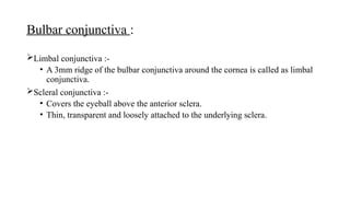 conjunctiva (anatomy and physiology).pptx