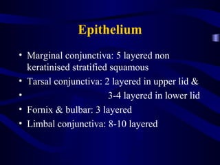 Epithelium
• Marginal conjunctiva: 5 layered non
keratinised stratified squamous
• Tarsal conjunctiva: 2 layered in upper lid &
• 3-4 layered in lower lid
• Fornix & bulbar: 3 layered
• Limbal conjunctiva: 8-10 layered
 