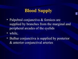 Blood Supply
• Palpebral conjunctiva & fornices are
supplied by branches from the marginal and
peripheral arcades of the eyelids
• while,
• Bulbar conjunctiva is supplied by posterior
& anterior conjunctival arteries
 