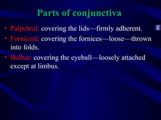 Parts of conjunctiva
• Palpebral; covering the lids—firmly adherent.
• Forniceal; covering the fornices—loose—thrown
into folds.
• Bulbar; covering the eyeball—loosely attached
except at limbus.
 