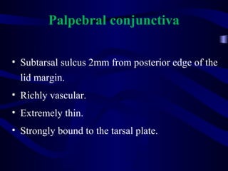 Palpebral conjunctiva
• Subtarsal sulcus 2mm from posterior edge of the
lid margin.
• Richly vascular.
• Extremely thin.
• Strongly bound to the tarsal plate.
 