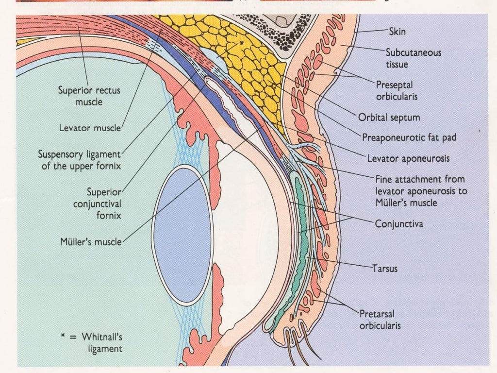 Conjunctiva anatomy and physiology