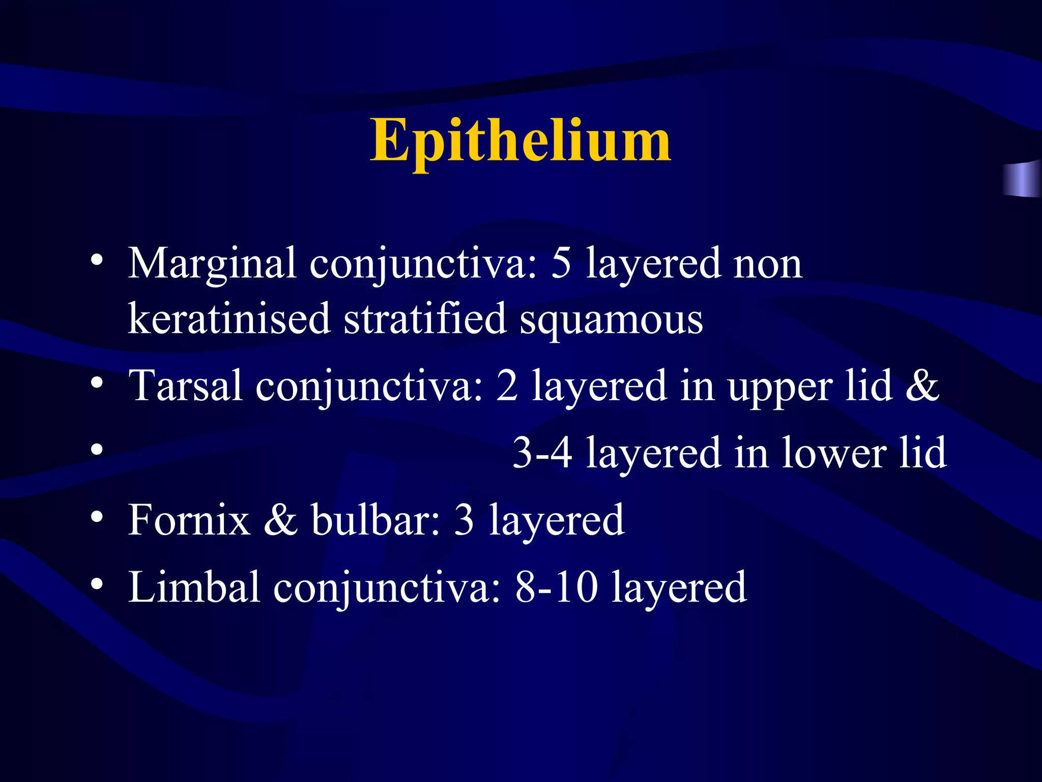 Epithelium
• Marginal conjunctiva: 5 layered non
keratinised stratified squamous
• Tarsal conjunctiva: 2 layered in upper lid &
• 3-4 layered in lower lid
• Fornix & bulbar: 3 layered
• Limbal conjunctiva: 8-10 layered
 