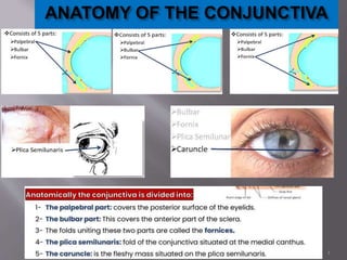 3
ANATOMY OF THE CONJUNCTIVA
