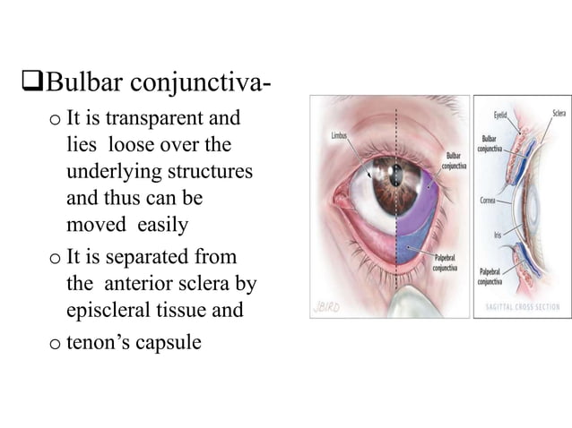 Conjoctive Conjunctival anatomy | PPTX