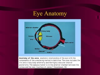 Eye Anatomy
 