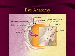 Eye Anatomy
 