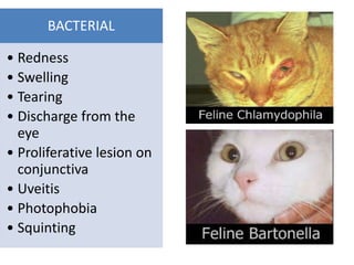 View of Conjunctivitis in cat | PPTX