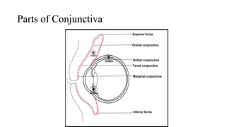 Parts of Conjunctiva
 