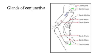 Glands of conjunctiva
 