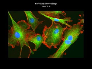 Fibroblasts al microscopi
       electrònic
 