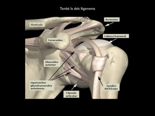També la dels lligaments
 