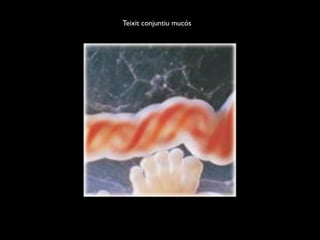 Teixit conjuntiu mucós
 