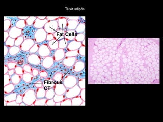 Teixit adipós
 