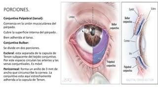 PORCIONES.
Conjuntiva Palpebral (tarsal):
Comienza en la unión mucocutánea del
párpado.
Cubre la superficie interna del párpado .
Bien adherida al tarso.
Conjuntiva Bulbar:
Se divide en dos porciones.
Escleral: esta separada de la capsula de
Tenon subyacente del tejido conjuntivo.
Por este espacio circulan las arterias y las
venas conjuntivales. Es móvil
Pericorneal: forma un anillo de 3 mm de
ancho que circunscribe la cornea. La
conjuntiva esta aquí estrechamente
adherida a la capsula de Tenon.
 
