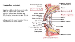 Fondo de Saco Conjuntival.
Superior: tejido conjuntivo laxo situado
entre las expansiones fibrosas del
elevador del parpado superior, por
delante, y del recto superior, por detrás.
Inferior: delimitado por las expansiones
conjuntivales del recto inferior.
 