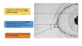 Limita por un lado con el margen
palpebral y por otro con el Limbo
Esclero -Corneal.
En el canto interno forma el Pliegue
Semilunar (tejido conjuntivo,
contiene fibras musculares lisas y un
esbozo cartilaginoso).
Estructura carnosa con algunos pelos
llamada Carúncula.
 