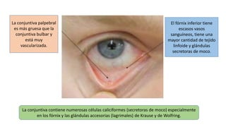 El fórnix inferior tiene
escasos vasos
sanguíneos, tiene una
mayor cantidad de tejido
linfoide y glándulas
secretoras de moco.
La conjuntiva palpebral
es más gruesa que la
conjuntiva bulbar y
está muy
vascularizada.
La conjuntiva contiene numerosas células caliciformes (secretoras de moco) especialmente
en los fórnix y las glándulas accesorias (lagrimales) de Krause y de Wolfring.
 