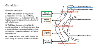Glándulas
Función = Lubricación.
G. Henle: situadas en la conjuntiva
palpebral en el borde sup. del tarso,
invaginaciones de la mucosa en forma de
tubos mas o menos ramificados. Contener
cel. caliciformes.
G. Wolfring: situadas entre el borde
periférico del tarso y el fondo de saco. Son
g. acinotubulosas o tubuloalveolares. Hay
un total de 5 en el parpado sup. y 1 o 2 en
el parpado inf.
G. Krause: sitúan a nivel de los fondos de
saco. Son g. accesorias tipo tubuloacinoso.
 