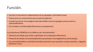 Función.
• Permite el movimiento independiente de los párpados y del Globo Ocular.
• Proporciona los componentes para la película lagrimal.
• Cumple funciones inmunológicas (drenaje linfático hacia los ganglios preauriculares y
submandibulares).
• Con la edad y la enfermedad disminuye su transparencia.
La conjuntiva es ESENCIAL en la defensa, por Vascularización:
• Presencia de células que inician y participan en la respuesta inflamatoria.
• Presencia de células inmunocompetentes que proveen inmunoglobulinas (anticuerpos).
• Las microvellosidades y actividad enzimática permiten que neutralice cuerpos extraños, y fagocite
bacterias o virus.
 