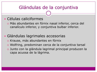 Glándulas de la conjuntivaCélulas caliciformesMás abundantes en fórnix nasal inferior, cerca del canalículo inferior, y conjuntiva bulbar inferior.Glándulas lagrimales accesoriasKrause, más abundantes en fórnixWolfring, predominan cerca de la conjuntiva tarsalJunto con la glándula lagrimal principal producen la capa acuosa de la lágrima.