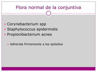Flora normal de la conjuntivaCorynebacteriumsppStaphylococcusepidermidisPropionibacteriumacnesAdherida firmemente a los epitelios