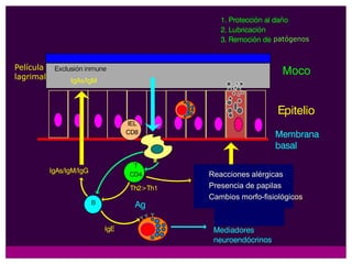 patógenosPelícula lagrimalReacciones alérgicasPresencia de papilasCambios morfo-fisiológicos