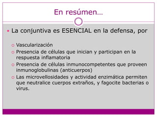 En resúmen…La conjuntiva es ESENCIAL en la defensa, porVascularizaciónPresencia de células que inician y participan en la respuesta inflamatoriaPresencia de células inmunocompetentes que proveen inmunoglobulinas (anticuerpos)Las microvellosidades y actividadenzimáticapermitenqueneutralicecuerposextraños, y fagocitebacterias o virus.