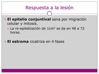 Respuesta a la lesiónEl epitelioconjuntivalsanapormigracióncelular y mitosis.La re-epitelización de 1cm2 se da en 48 a 72 horas.El estromacicatriza en 4 fases