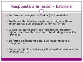 Respuesta a la lesión - EstromaSe forma un coágulo de fibrina (de inmediato)Proliferanfibroblastos, capilares, y migrancélulasinflamatoriasquedegradan la fibrina (5° día)La fase de granulación: los fibroblastosproducentejidoconectivofibrovascular o tejido de granulación (10° día)Se forma colágenatipo III, queluegomadura a colágenatipo I.Con el tiempo los capilares y fibroblastosdesaparecen, dejandocicatriz.